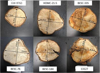 Cell wall response of field grown Populus to Septoria infection